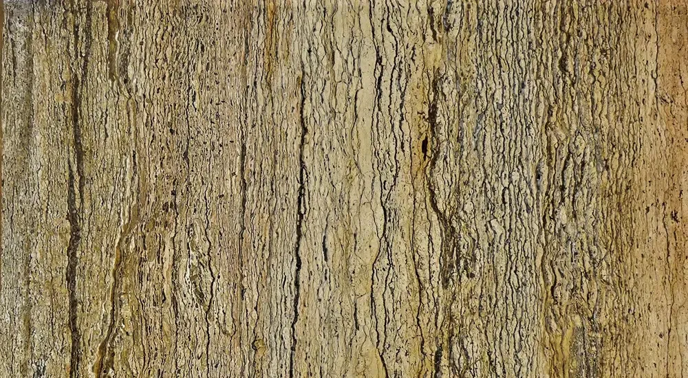 Alnus